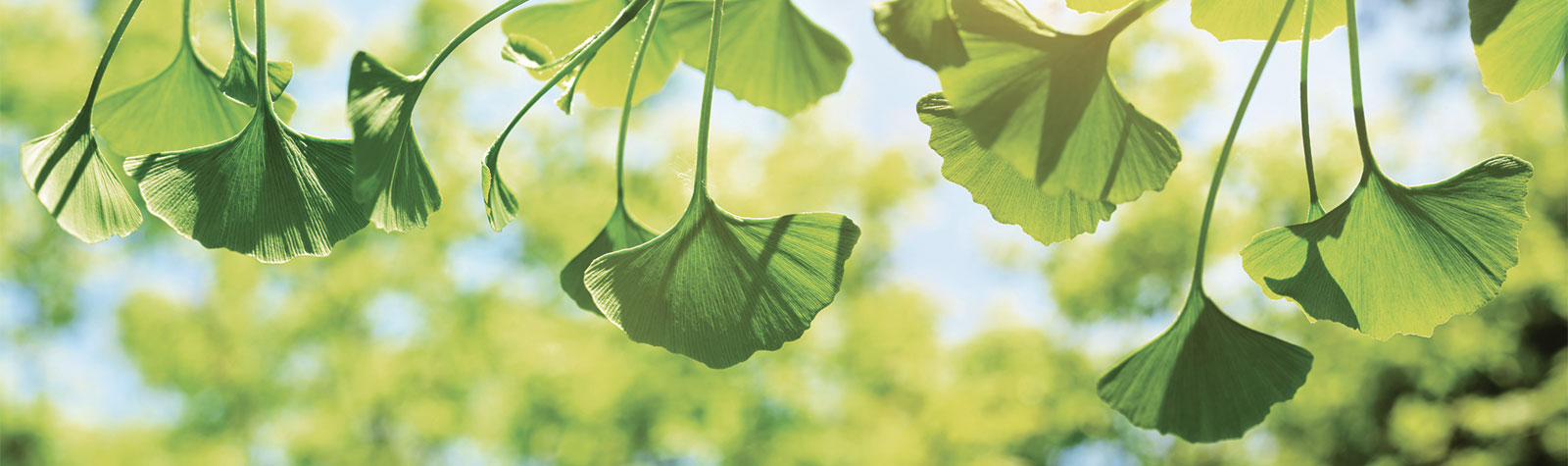 ginkgo-beneficios